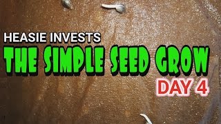 The Simple Seed Grow: Day 4 (veg) - Marijuana Germination: Checking tap root size