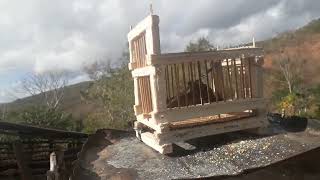 Pegando Papa Capim Pardo No Alçapão