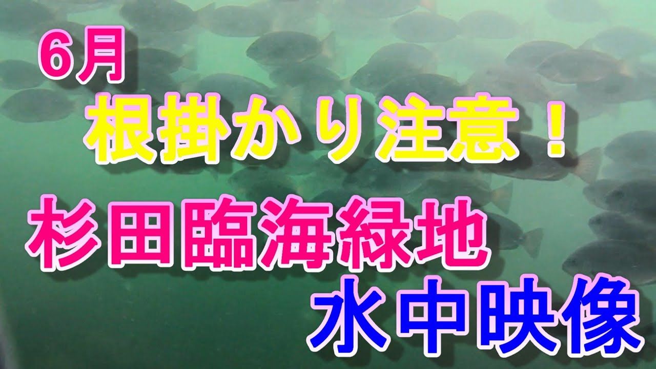 【杉田臨海緑地水中映像】根掛かり注意！6月杉田臨海緑地