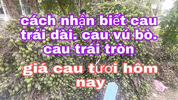 giá cau trái dài, cau vú bò và cau tròn 0987737608