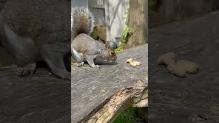 Squirrel Eats Peanuts In Garden - 1500804