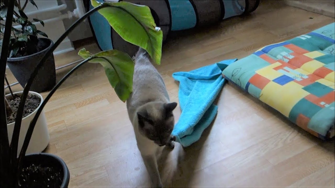 Yozora, the noisy Siamese cat "steals" blanket & brings it to the owner