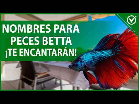 🐠 Los Mejores Nombres para Peces Betta Macho o Hembra - ¡Bonitos y Originales! 🐠