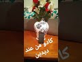 اغاني ديدين كلاش جميلة جدا اغاني ديدين كلاش جميلة جدا