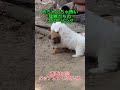 猛獣たちのスパーリング