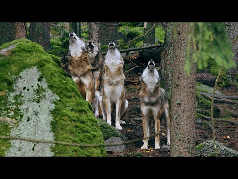 Nature sounds ? Wolf pack howling