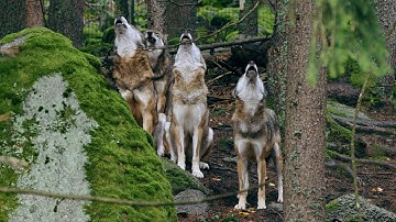 Hear the Wild ~ Wolf Pack Howling in the Forest