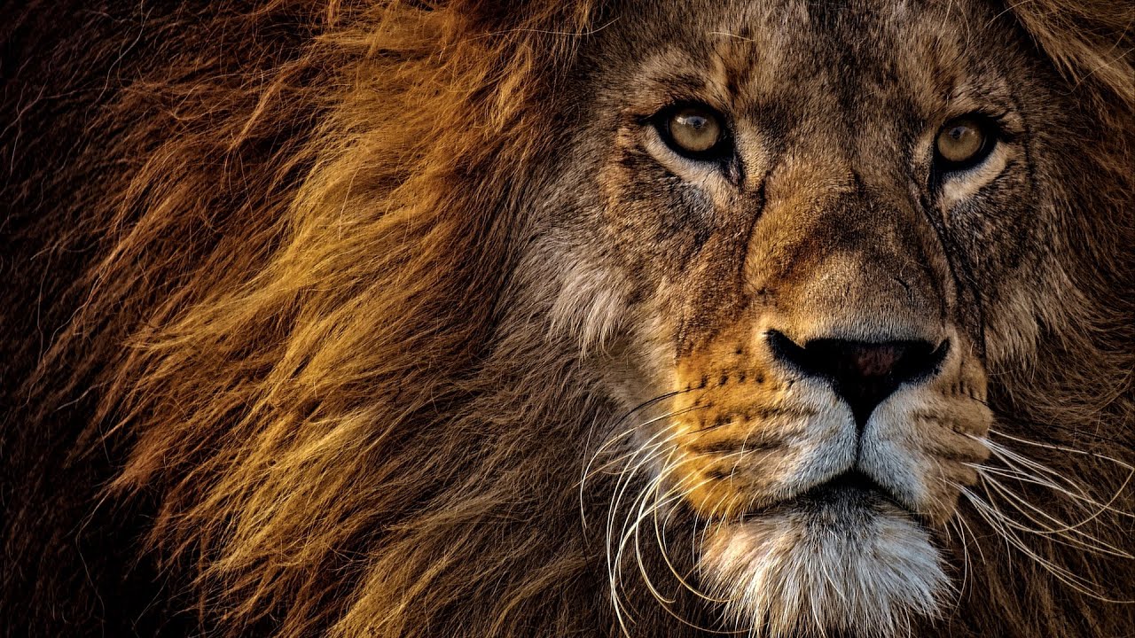 передача про львов на охоте