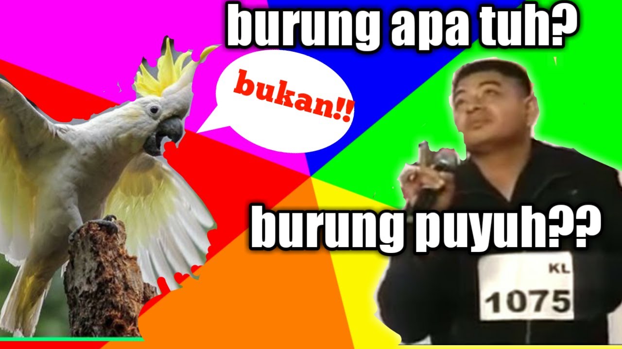  burung  kakak puyuh  meme  YouTube