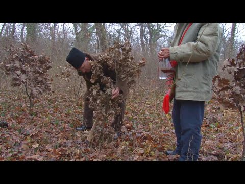 Video: Kada se nosi večera? Običaji slavljenja Svete večeri na Badnjak