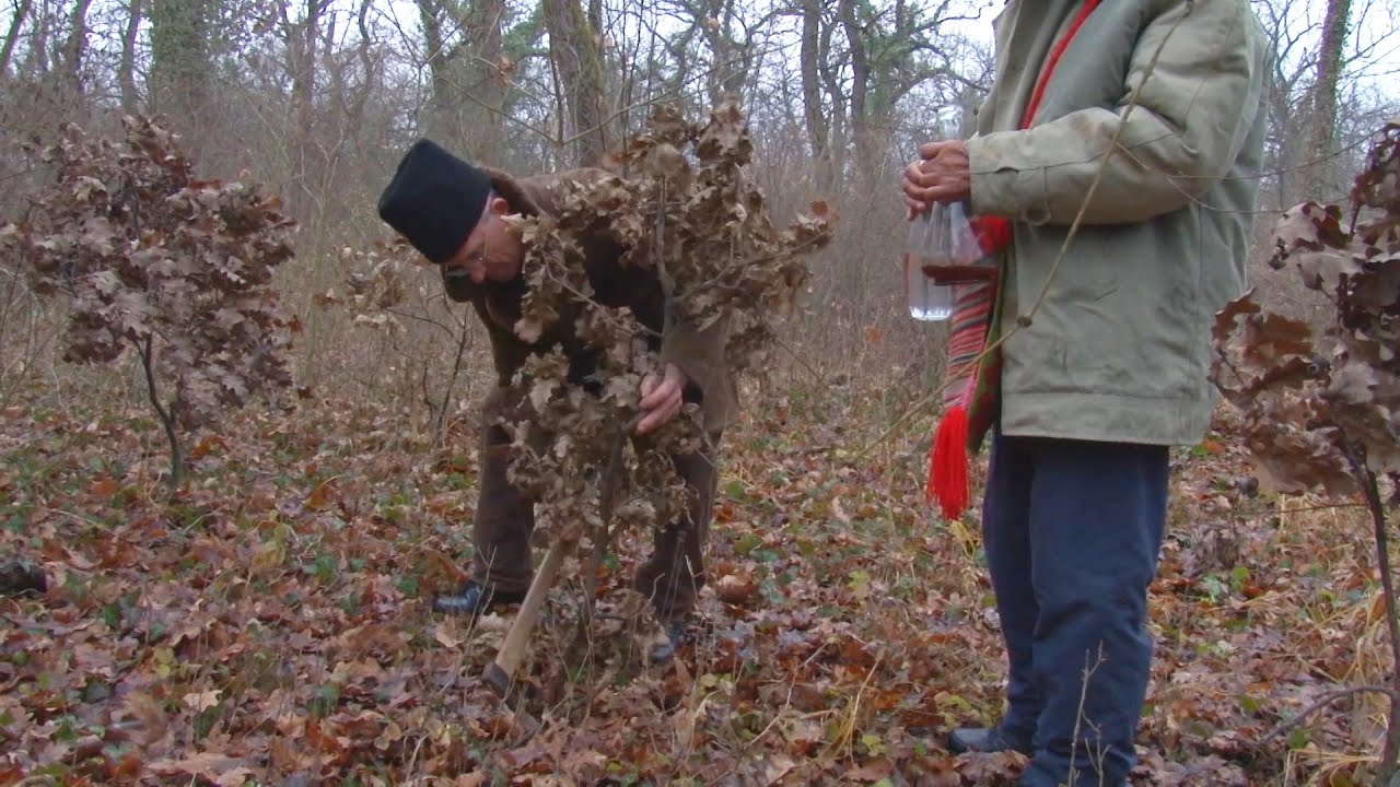 Najlepši običaji za Badnji dan i veče