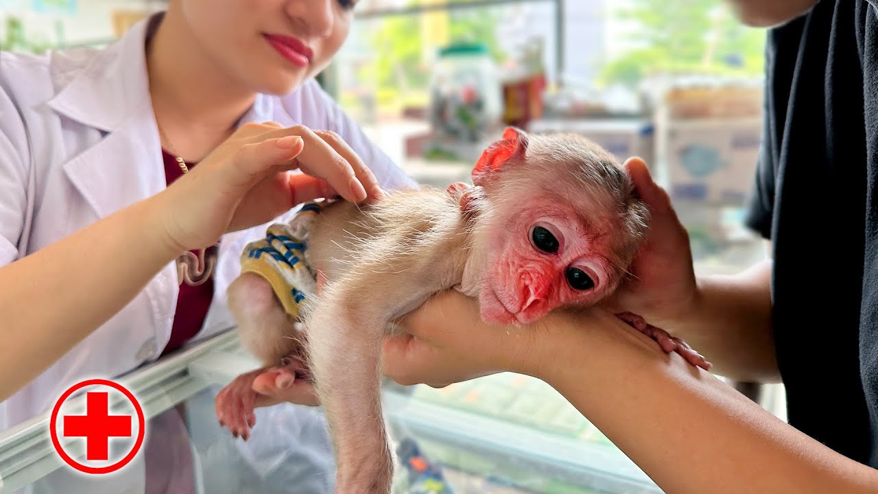 Мама обеспокоена, так как маленькая обезьянка Хаки заболела опасной для жизни болезнью!!!