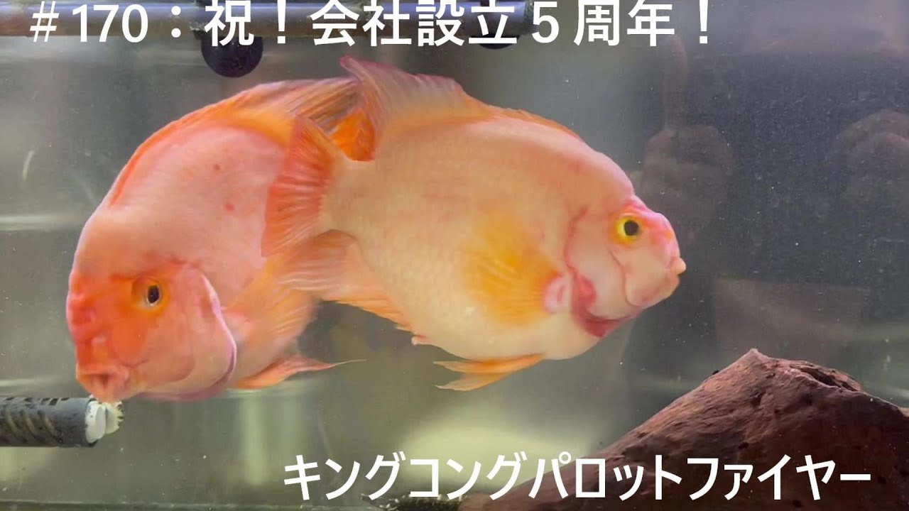 170：祝！会社設立5周年！ キングコングパロットファイヤー - YouTube