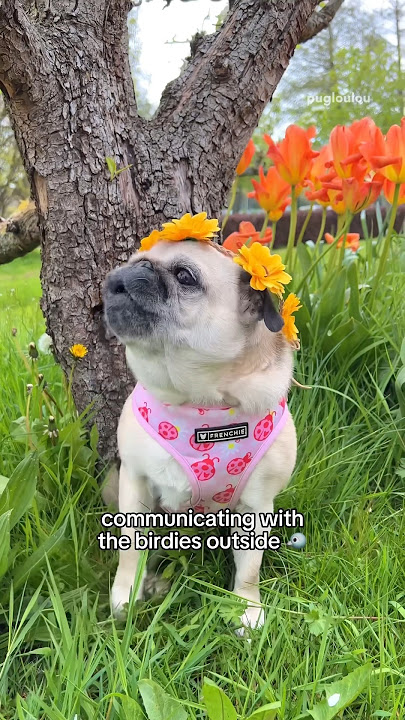 It’s the little things in life that make Loulou happy 🌱🤍 #pug #dog #shorts