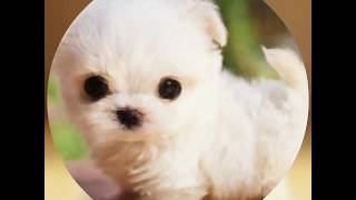 Los Peritos Mas Bonitos