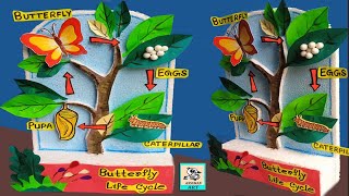 butterfly life cycle model with thermocol