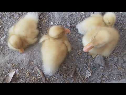 Video: Pekin ördək Balalarını Necə Böyütmək Olar