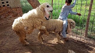 OMG: Amazing Chatra and Sheep mating new style first time 2021