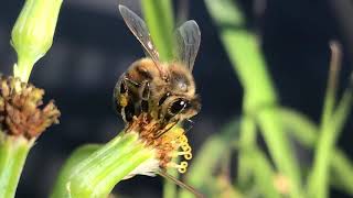 Bodega Bee