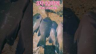 30 이상10마리 벵에돔 조황 6월29일 #반유동낚시 #반탄류낚시 #벵에돔포인트 #벵에돔낚시 #실전낚시 #벵에돔낚시