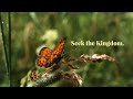 Seek first the Kingdom | Matthew 6:33