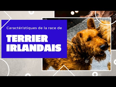 Vidéo: Race De Chien De Terrier Irlandais Hypoallergénique, Santé Et Durée De Vie