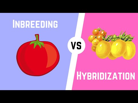 Video: V čem jsou si hybridizace a příbuzenské křížení podobné?