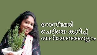 Rosemary detailed video Malayalam | Rosemary caring and benefits malayalam