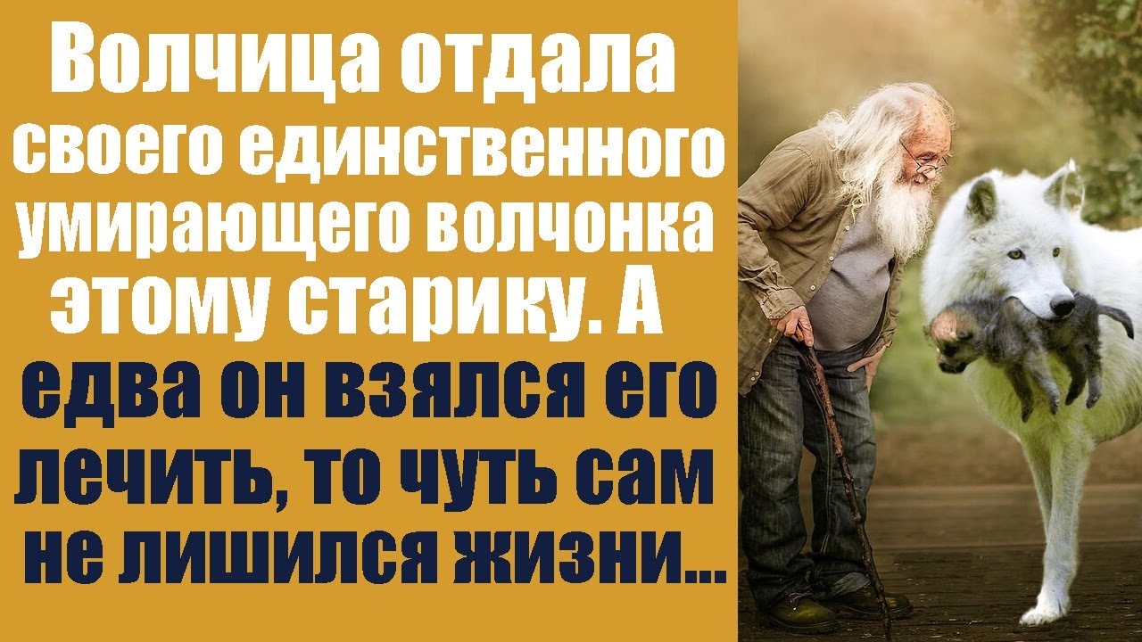 Волчица отдала своего единственного умирающего волчонка этому старику ...