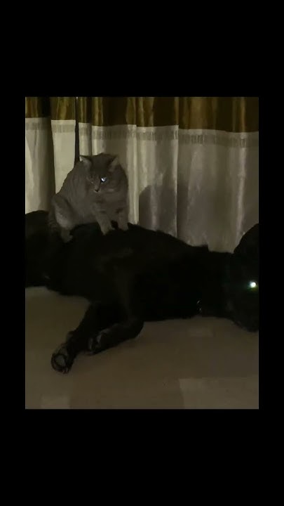 Это любовь 🥰#собака #кошка #любовь - YouTube