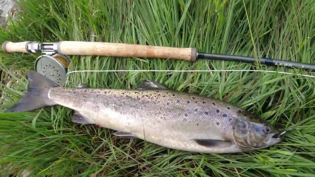 Salmon of the Bjerkreim 2024