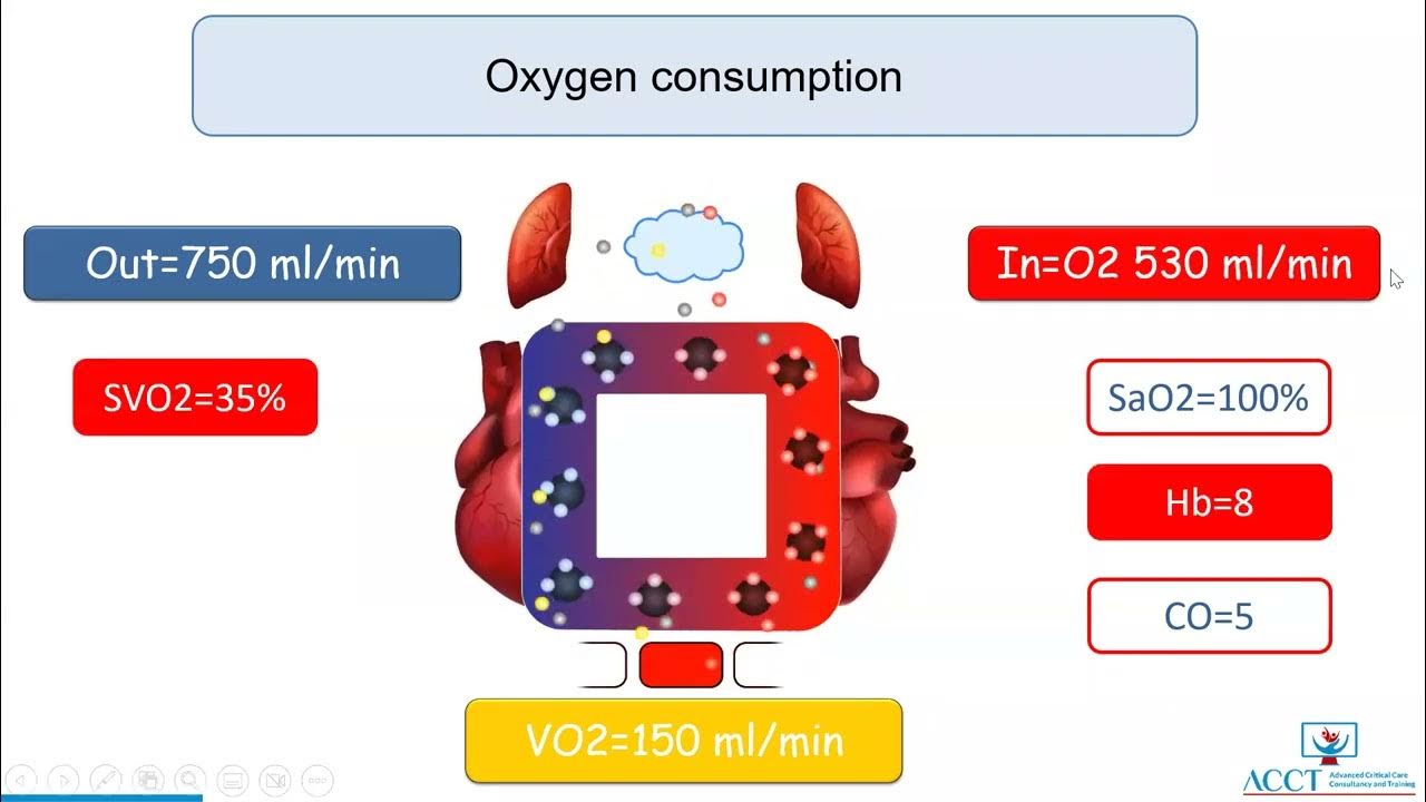 Hemodynamic determinant of tissue oxygenation YouTube