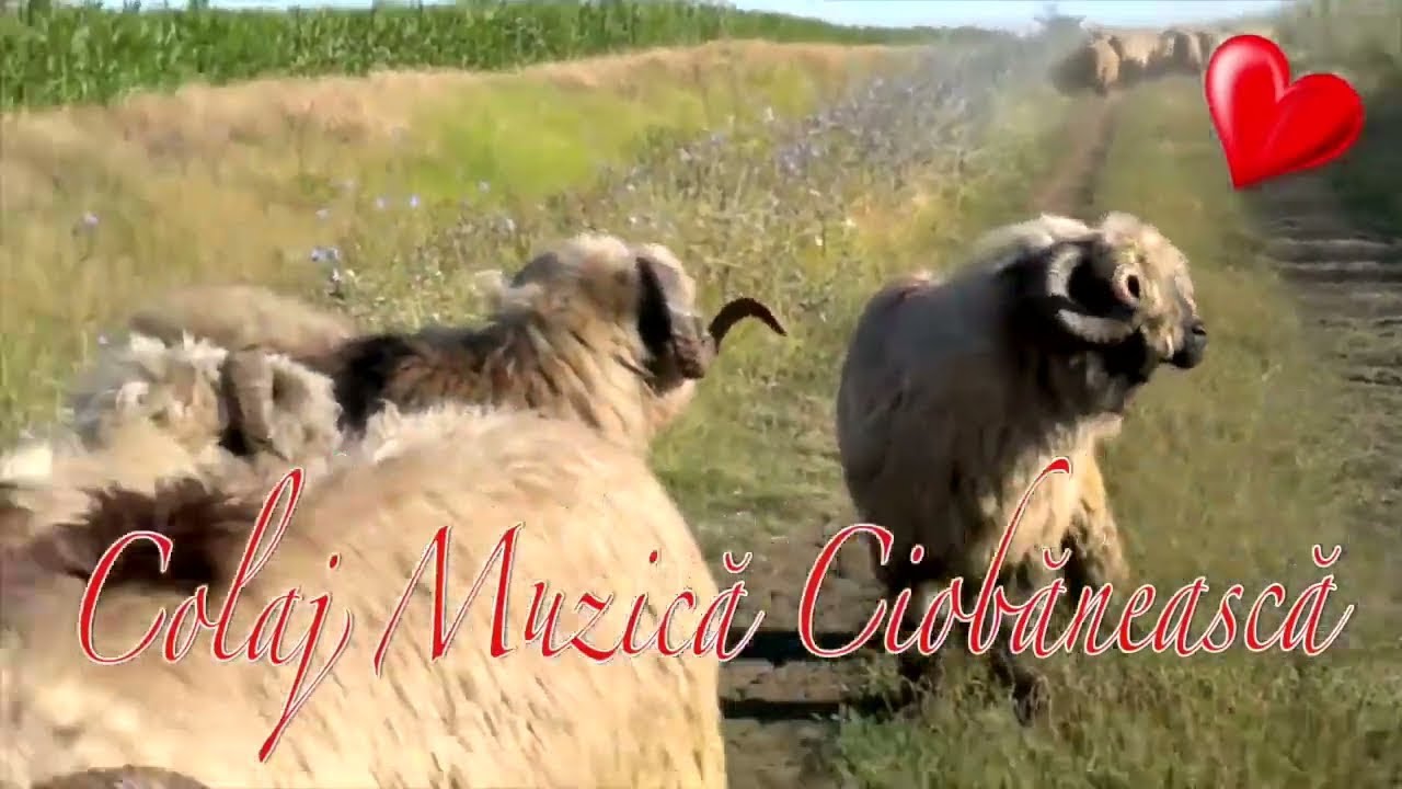 Colaj Muzica de Petrecre Ciobaneasca