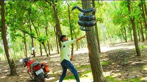 Snake Attack on Orgram Forest || Anaconda snake attack on Forest🐍