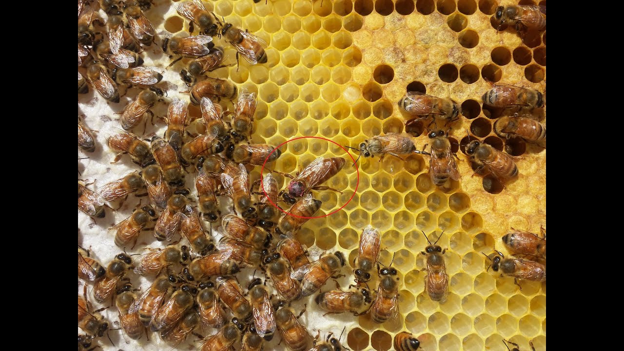 Gentle Bees Part Two YouTube