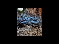 American Kestrel Chicks Getting Active In The Nest Box