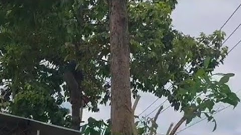 Công nhân cắt tỉa cây xanh.