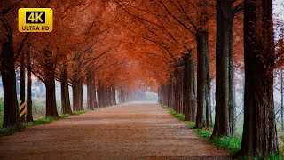 Pianomusiikkia nukkumiseen 🍂 Sumuiset syysvuoret ja rauhallinen sumu 4K