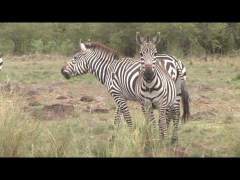 Video: Parque Nacional de Nairobi: la guía completa