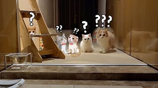 I Was in Japan for So Long That My Cat Can't Recognize Me Anymore! (ENG SUB)