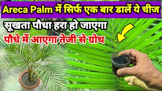 Areca Palm को हराभरा कैसे रखें | Areca Palm | Organic Fertilizer