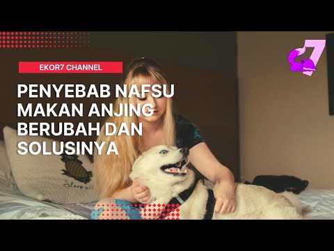 Video: Ini Mungkin Alasan Anjing Anda Kehilangan Nafsu Makan Mereka