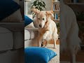 AI DOG #funnyvideo