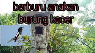 Berburu Burung Kacer Di Alam Liar #LecokGMG #burungkicau