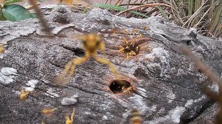 Wasp attack!
