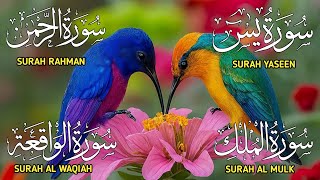 Surah Yaseen ❤ Surah Rahman ❤ Surah Al Waqia ❤ Surah Al mulk Soothing Quran recitation | Ep85