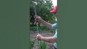 Simple string trellis for tomatoes #shorts #garden #trellis