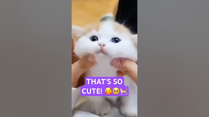 Watch the video about Most Adorable Baby Cats Ever 🥰🐱🐾