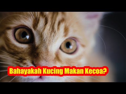 Video: Apakah kucing makan kecoak?