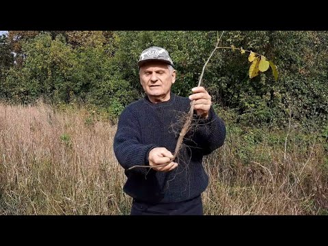 Посадка грецкого ореха